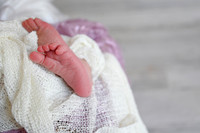 Lysander- Newborn